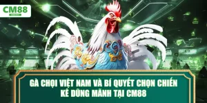 Gà chọi Việt Nam và bí quyết chọn chiến kê tại CM88